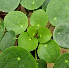 Pilea Peperomioides (Chinese Money Plant)